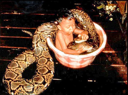 Anaconda